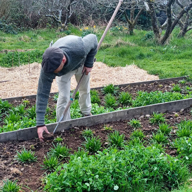 WOAD 'TEWKESBURY' SEEDS ~ grown to organic standards – AppleOak FibreWorks