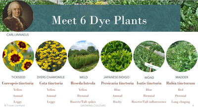 Are you thinking of growing your own dye plants? Have a look at our Growing Fact sheets!