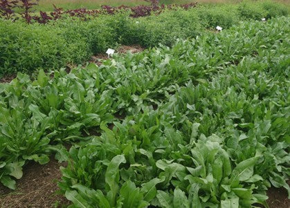 Sowing Woad for Natural Dye: Chinese vs European Woad in the Garden ...