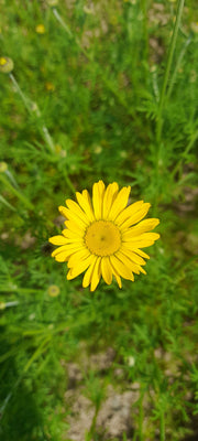 COTA TINCTORIA ~ Dyer's Chamomile 