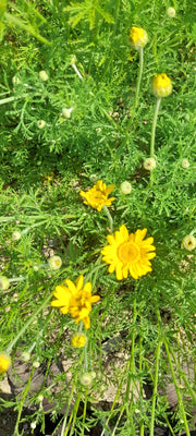 COTA TINCTORIA ~ Dyer's Chamomile opening flowers shown with greenery