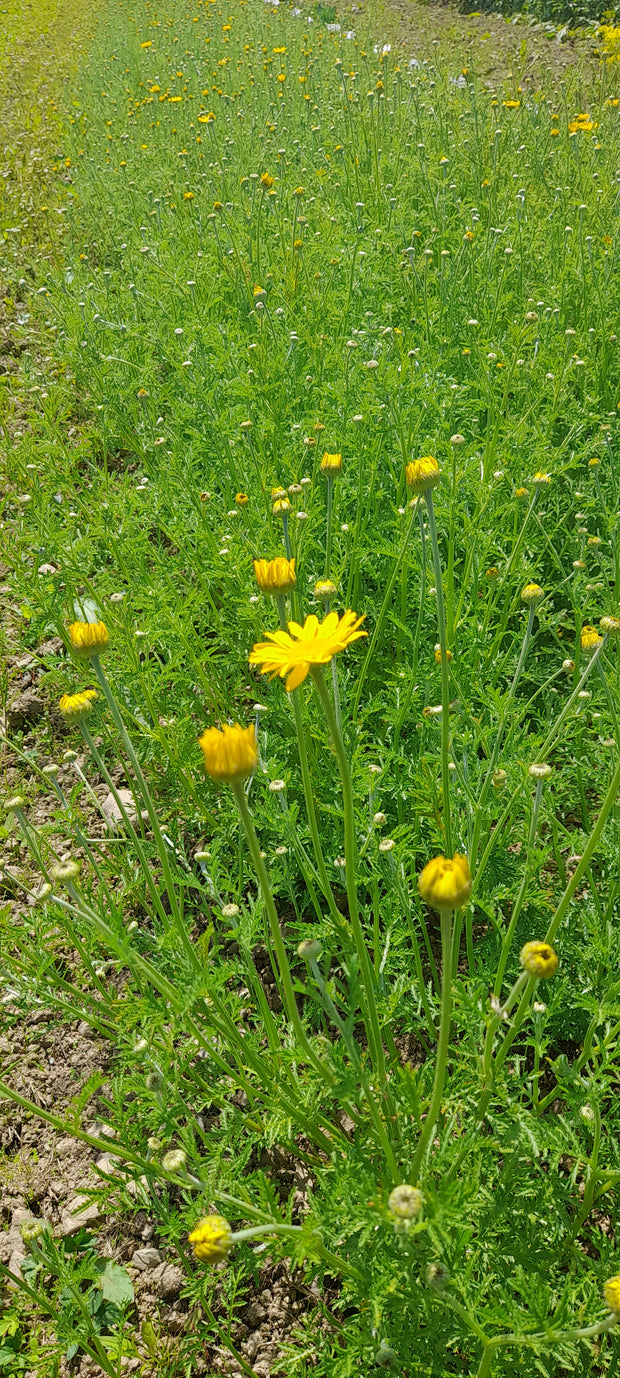 A border of yellow COTA TINCTORA (Anthemis tinctoria / Dyer’s Chamomile)