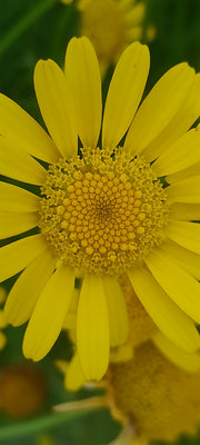 COTA TINCTORIA ~ Dyer's Chamomile 