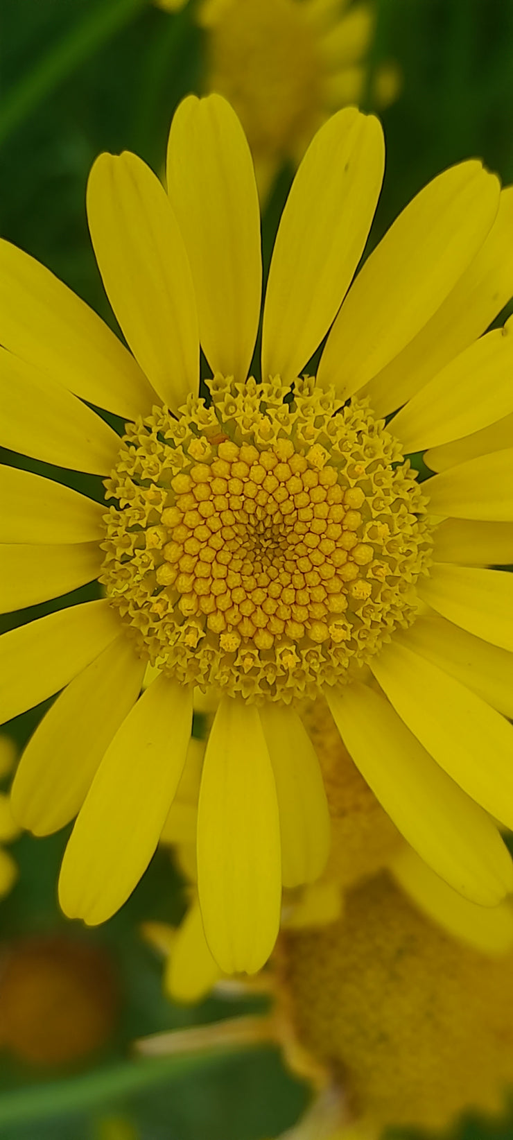 COTA TINCTORIA ~ Dyer's Chamomile close up