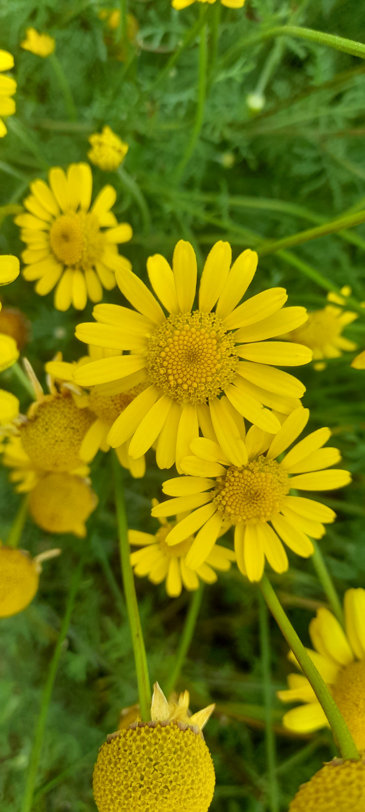 COTA TINCTORIA ~ Dyer's Chamomile several yellow blooms