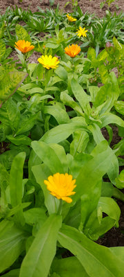 Calendula flowers mixed