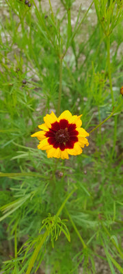 COREOPSIS TINCTORIA red center and yellow flower