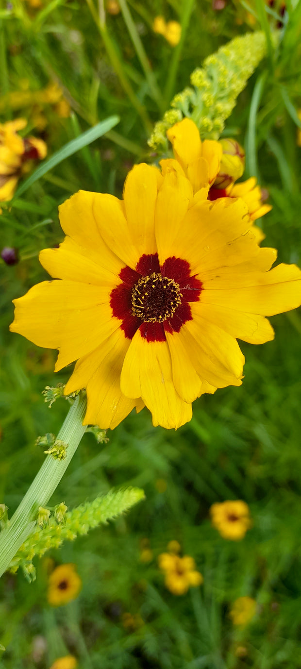 COREOPSIS TINCTORIA single yellow flower