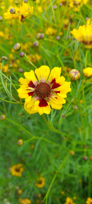 COREOPSIS TINCTORIA SEEDS~ single yellow red centred flower