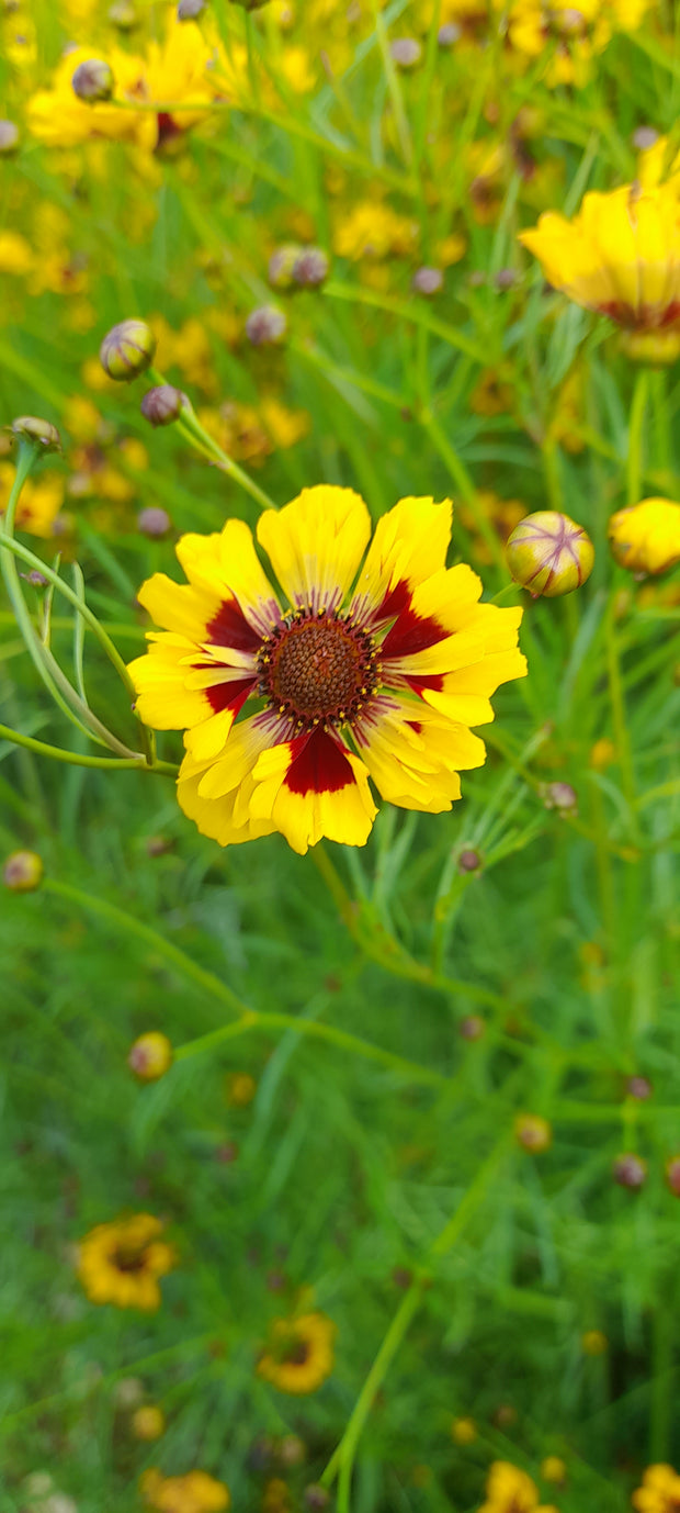 COREOPSIS TINCTORIA SEEDS~ single yellow red centred flower