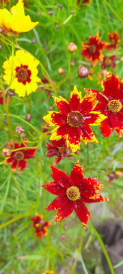 COREOPSIS TINCTORIA flowers in red and yellow