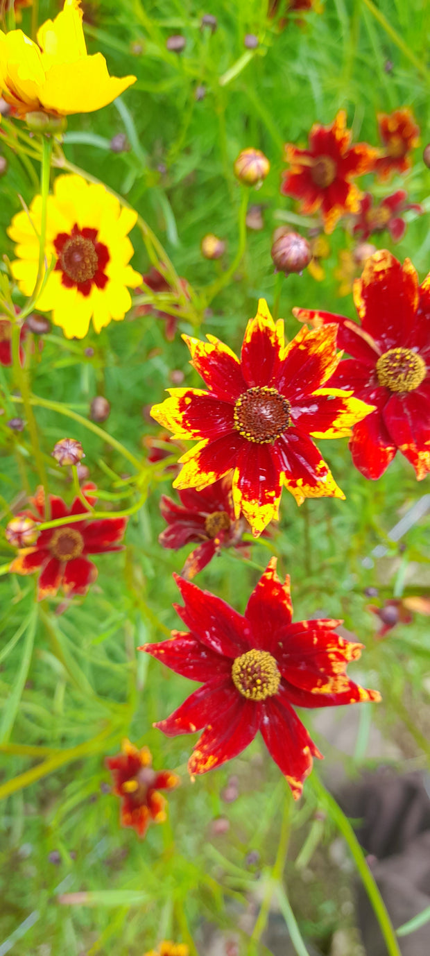 COREOPSIS TINCTORIA flowers in red and yellow