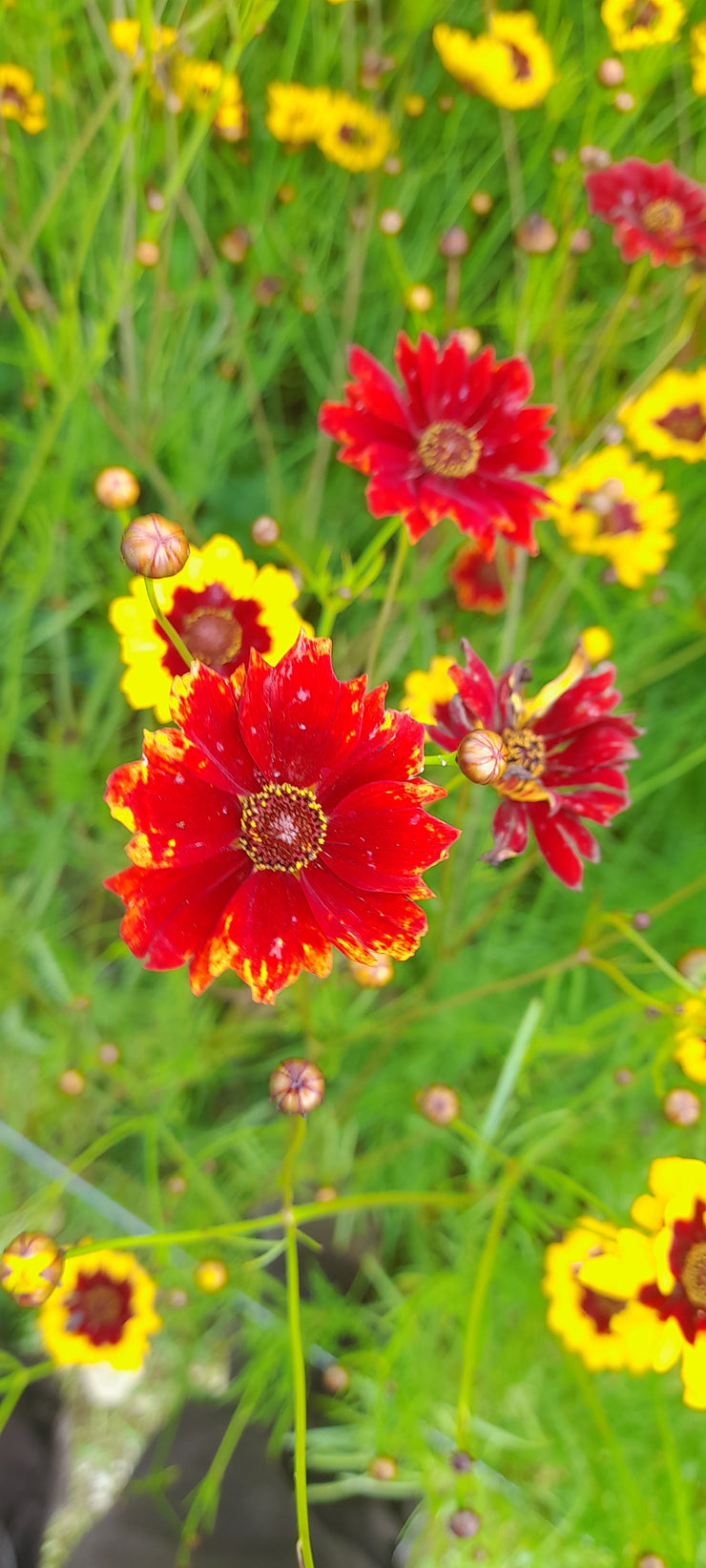 COREOPSIS TINCTORIA red flowers