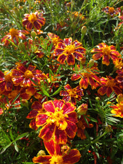 AFRICAN MARIGOLD (Tagetes patula) ~ Organic dried Flowers