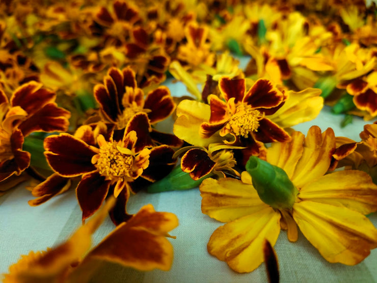 AFRICAN MARIGOLD (Tagetes patula) ~ Organic dried Flowers
