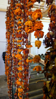 AFRICAN MARIGOLD (Tagetes patula) ~ Organic dried Flowers