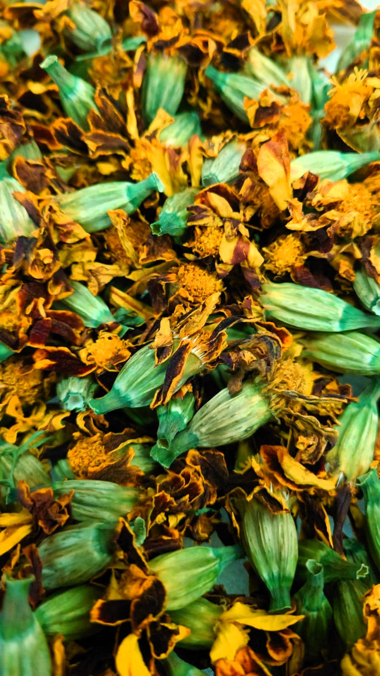 AFRICAN MARIGOLD (Tagetes patula) ~ Organic dried Flowers