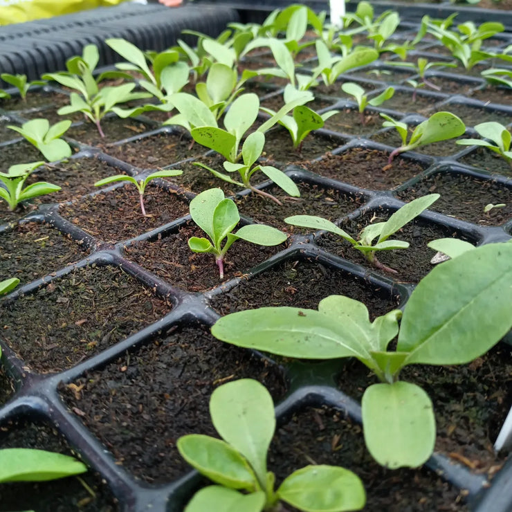 Woad seedlings