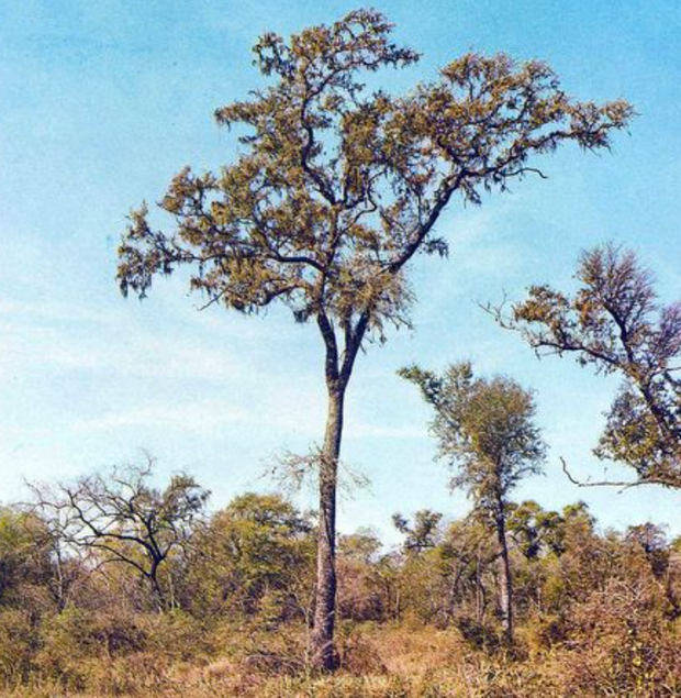 Quebracho tree