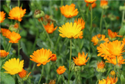 Calendula marigold flowers in orange and yellow