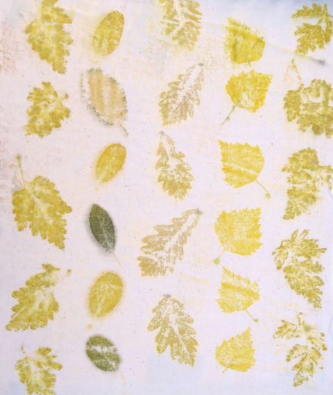 FINDING JOY IN BOTANICAL COLOURS Starts 25 May 2026 – AppleOak FibreWorks