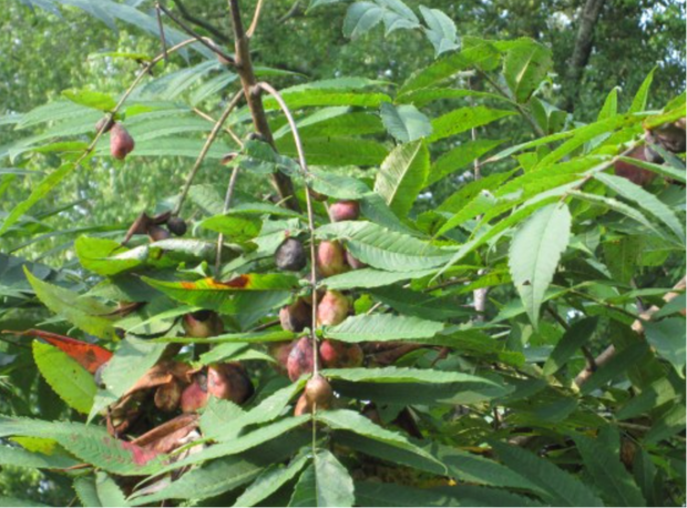 Sumac galls