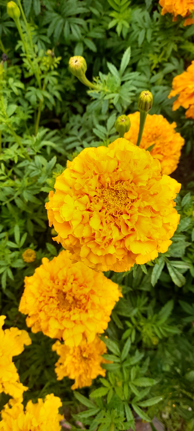 AFRICAN TAGETES Tagetes erecta ~ flowers orange and yellow, whole, natural dye,  natural dyeing, grown hand picked in Co. Clare, Ireland