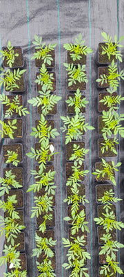 TAGETES ERECTA ~ African Marigold seedlings
