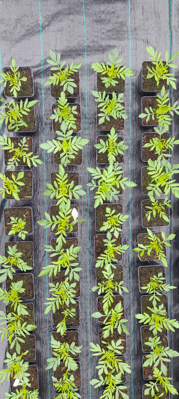 TAGETES ERECTA ~ African Marigold seedlings
