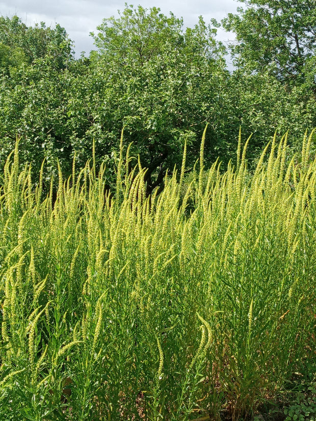 WELD (RESEDA LUTEOLA) DYE ~ yellow & green