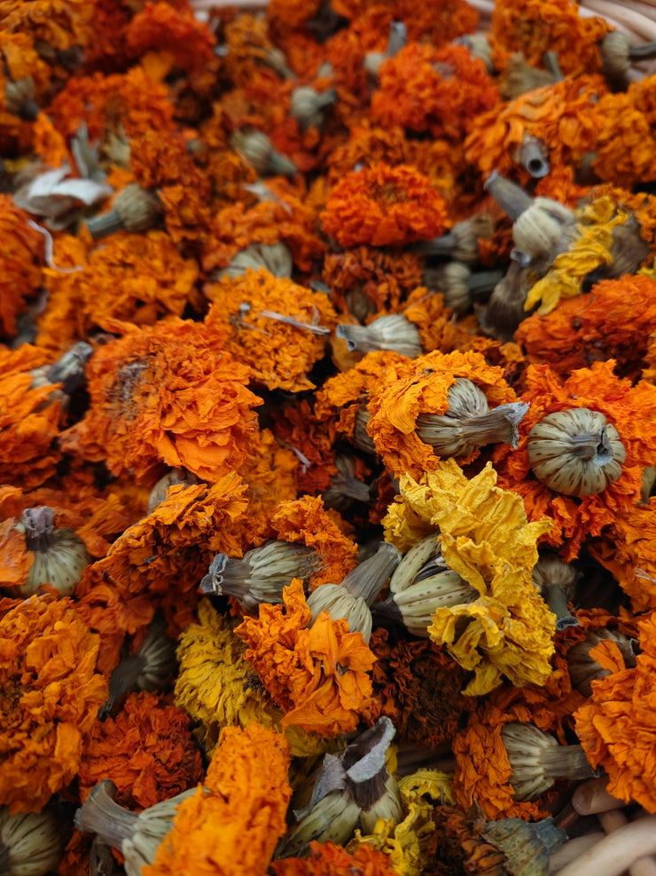 African Tagetes dried flowers 