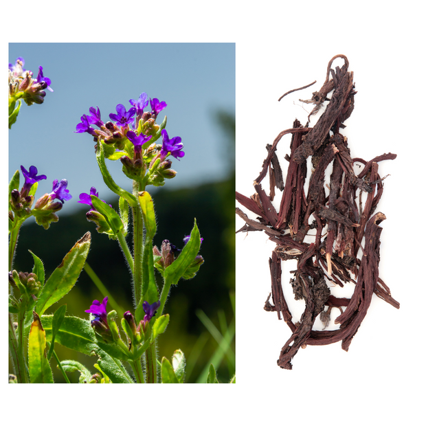 A picture of dried Alkanet root and Alkanet in Flower