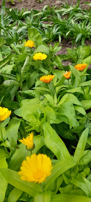 Calendula flowers mixed with leaves