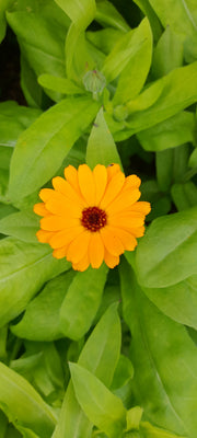 Calendula flowers single orange bloom