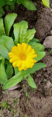 Calendula flowers yellow