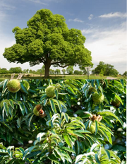 Sweet chestnut tree and close up