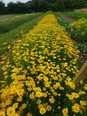 COTA TINCTORIA ~ Dyer's Chamomile Seed crop