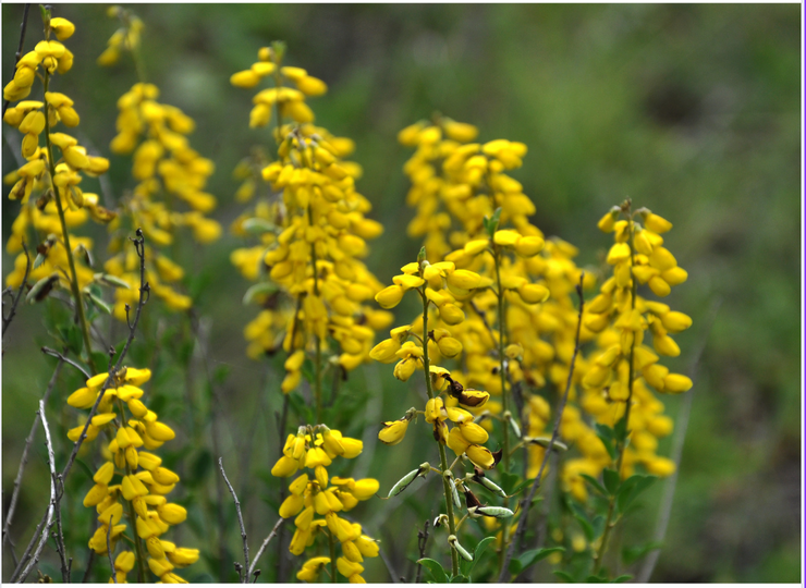 DYER'S BROOM ~ cut