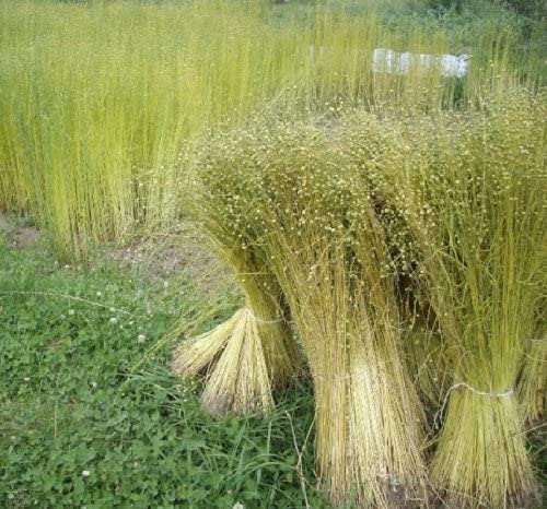 harvested flax