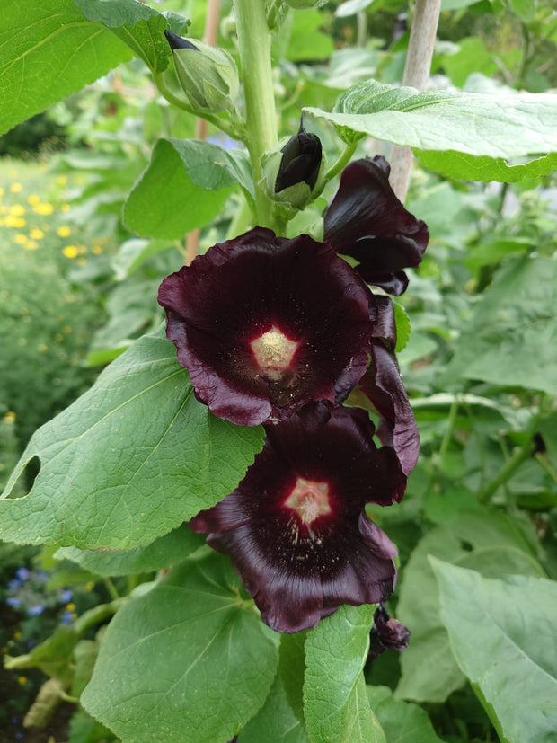 ALCEA ROSEA NIGRA ~ Black Hollyhock flowers on stem