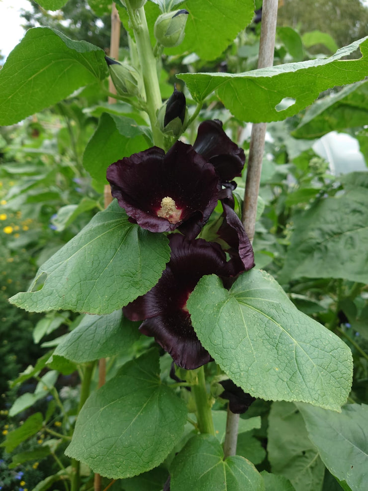 ALCEA ROSEA NIGRA ~ Black Hollyhock flowers and green large leaves