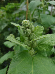 ALCEA ROSEA NIGRA ~ Black Hollyhock seeds