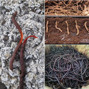 madder roots a comparison
