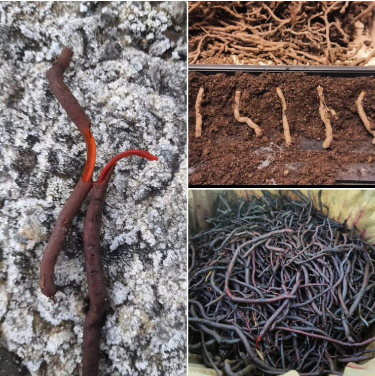 madder roots a comparison
