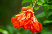 pomegranate flower red