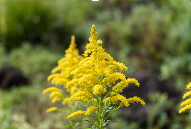 BIO-EUROPÄISCHE GOLDENROD (SOLIDAGO)