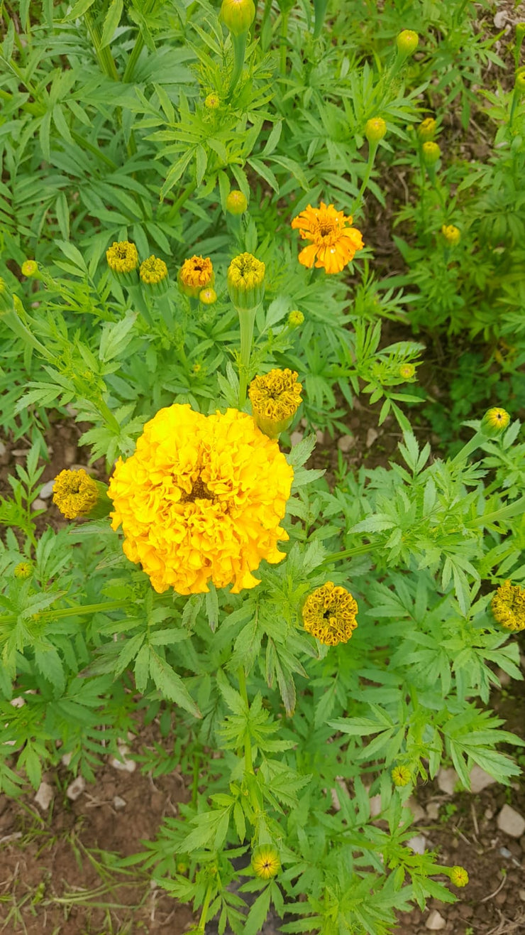 AFRICAN TAGETES Tagetes erecta ~ flowers orange and yellow, whole, natural dye,  natural dyeing, grown hand picked in Co. Clare, Ireland