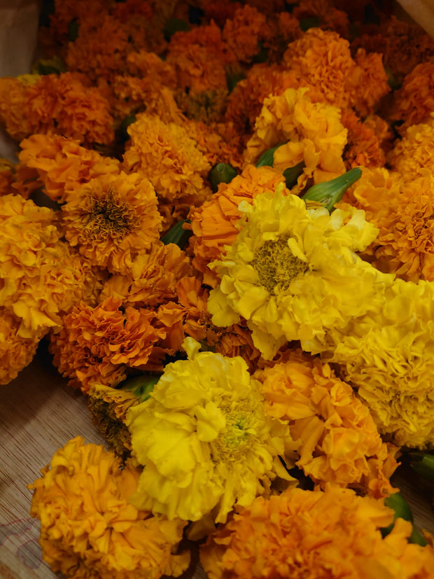 AFRICAN TAGETES Tagetes erecta ~ flowers orange and yellow, whole, natural dye,  natural dyeing, grown hand picked in Co. Clare, Ireland