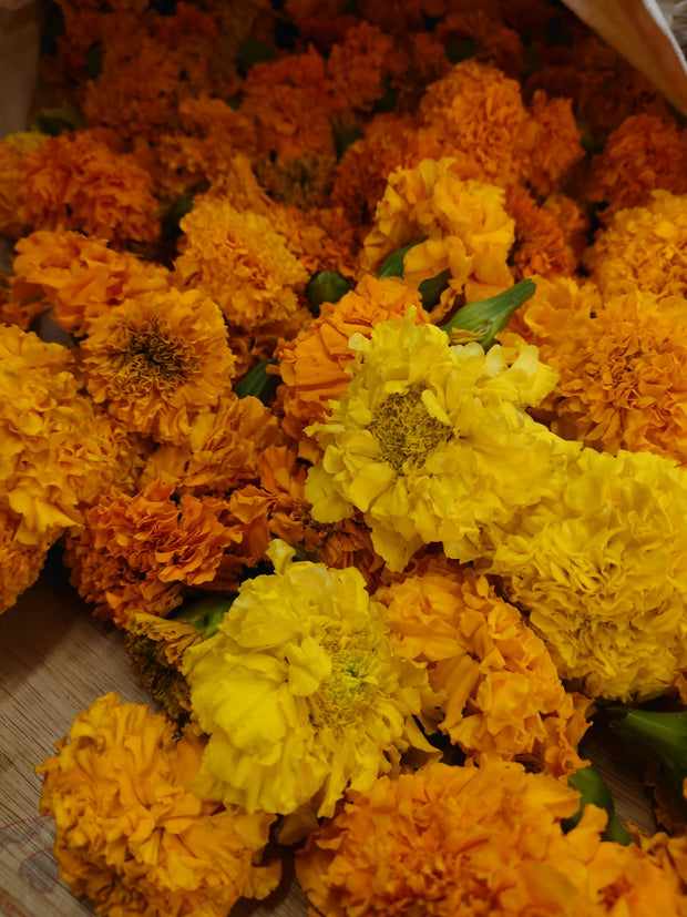 AFRICAN TAGETES Tagetes erecta ~ flowers orange and yellow, whole, natural dye,  natural dyeing, grown hand picked in Co. Clare, Ireland