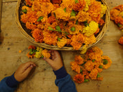 TAGETES ERECTA ~ African Marigold being threaded onto string to dry